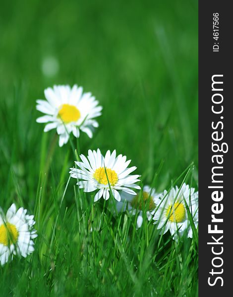 Daisies on a green meadow on a sunny spring day. Daisies on a green meadow on a sunny spring day