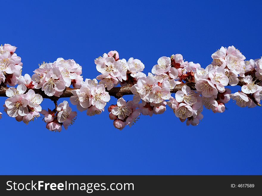 Cherry branch in blossom on a sunny spring day, with perfect blue sky behind. Cherry branch in blossom on a sunny spring day, with perfect blue sky behind