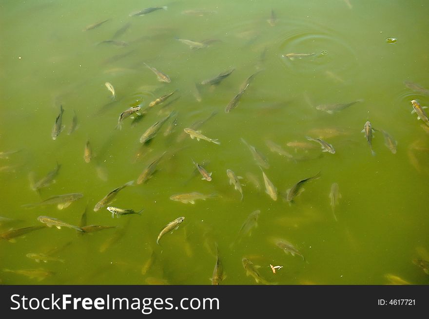 the clear water fish in the lake