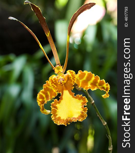 A psychopsis hybrid, namely a cross between the Psychopsis papilio and Psychopsus Kahanii. A psychopsis hybrid, namely a cross between the Psychopsis papilio and Psychopsus Kahanii.