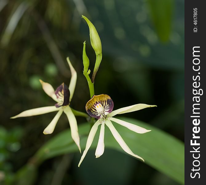 Encyclia Green Hornet is a hybrid of Encyclia cochleatum x Encyclia lancifolium