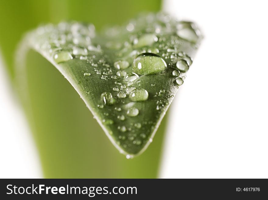 Macro surface of wet leaf with dew drop isolated on white