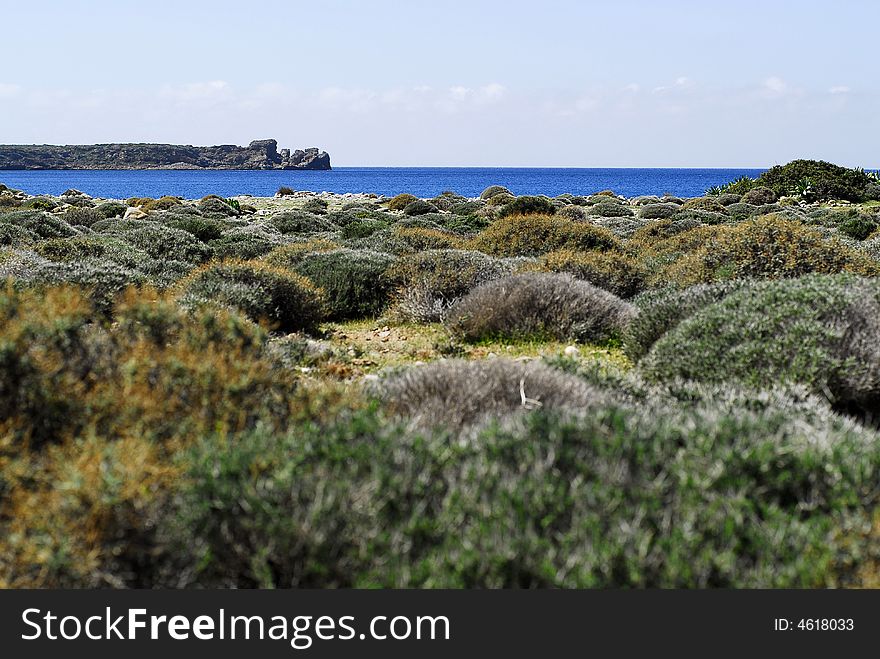 Rounded shrubs in different colours on the seaside near elafonisi beach. Rounded shrubs in different colours on the seaside near elafonisi beach