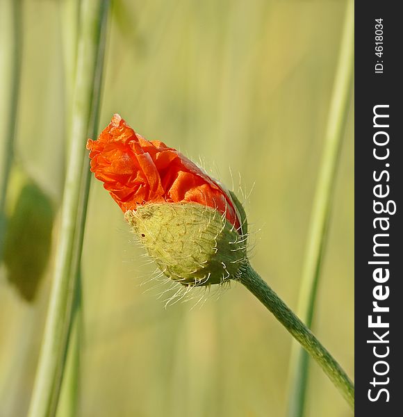 Poppy bud on green cereal straw background. To take advantage of macro converter.