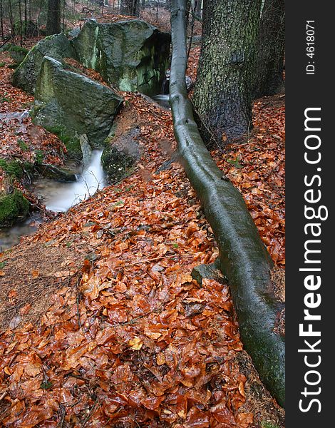 Tree stem and a creek in the forest