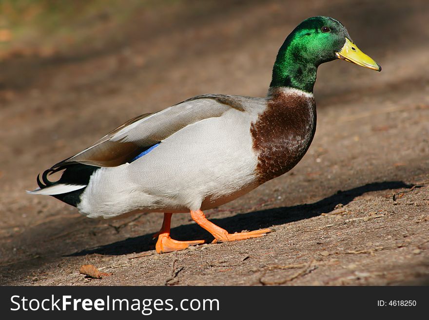 Duck Male
