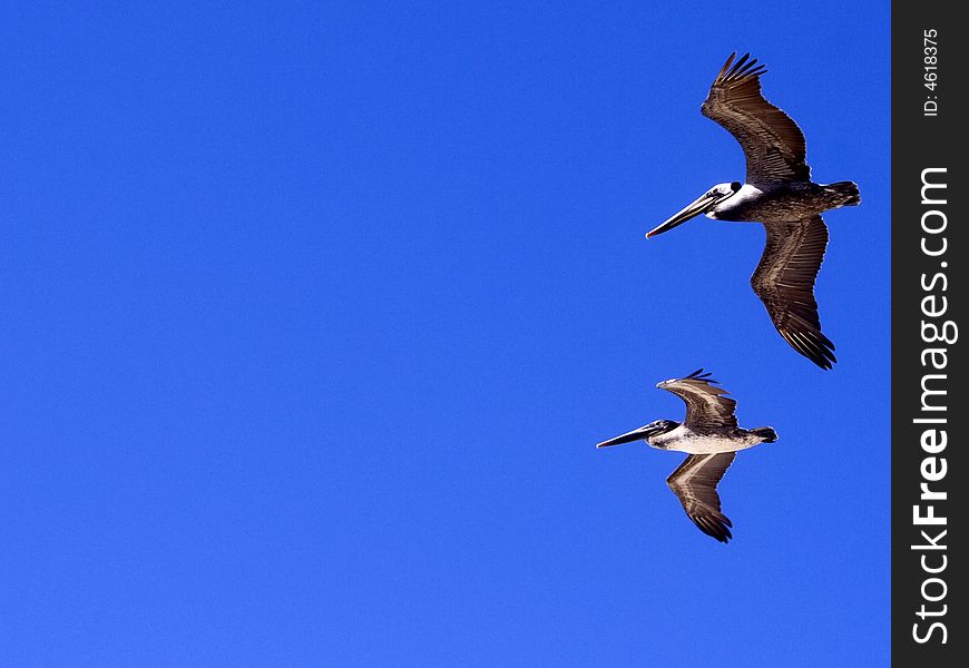 Two Pelicans