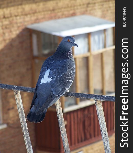 Pigeon on the roof in the Ural region (Russia). Pigeon on the roof in the Ural region (Russia)