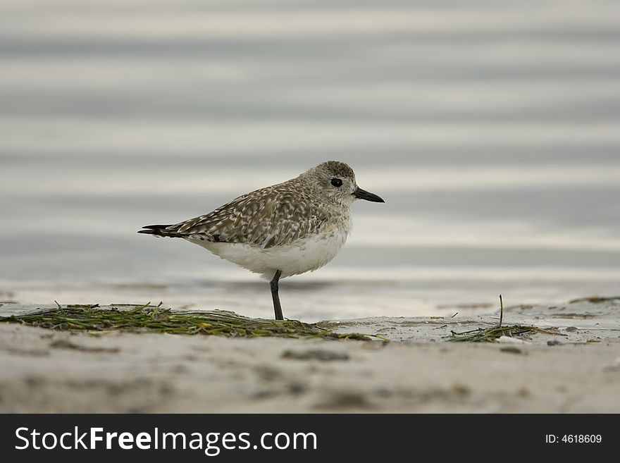 A Black-bellied Plover rests in the surf