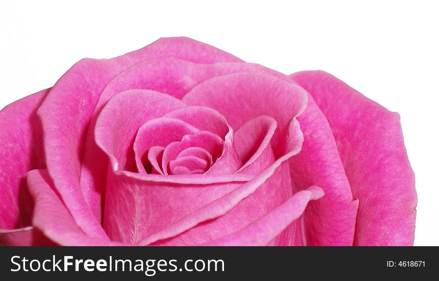 Pink rose on the white background