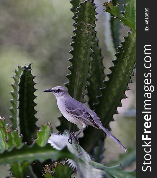 Caribbean Mockingbird perched in a cactus in the desert