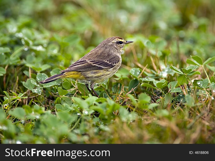 A Palm Warbler searches for food in a field