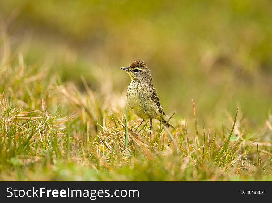 A Palm Warbler With An Attitude