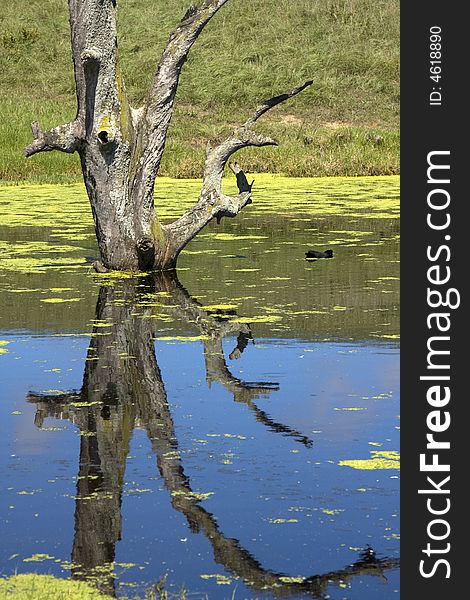 Tree Standing In Water