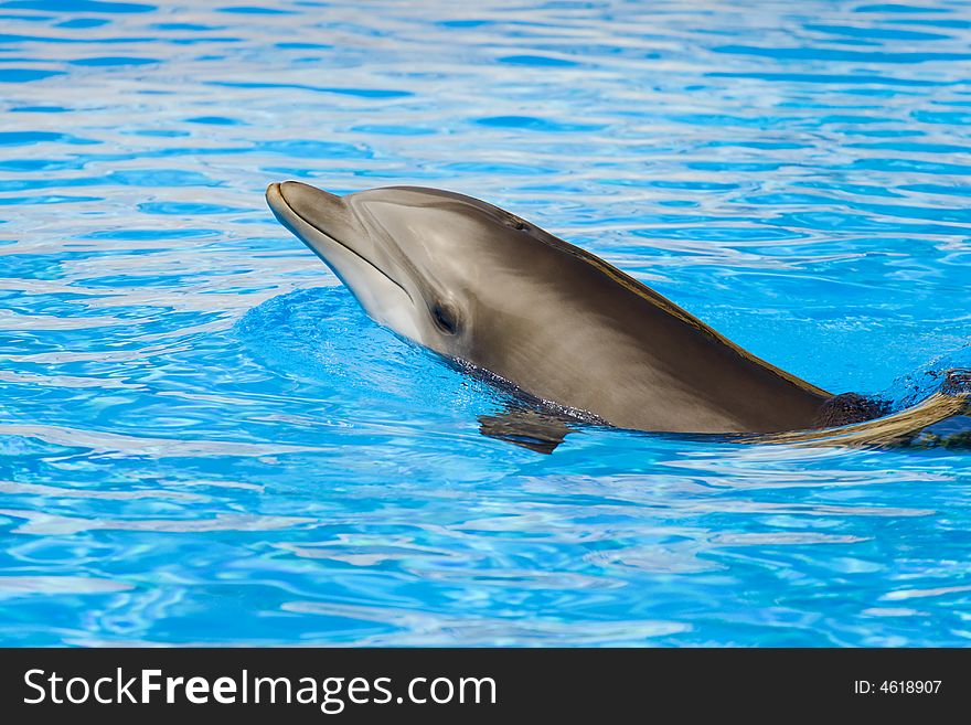 Bottle nosed dolphing swimming on tropical waters