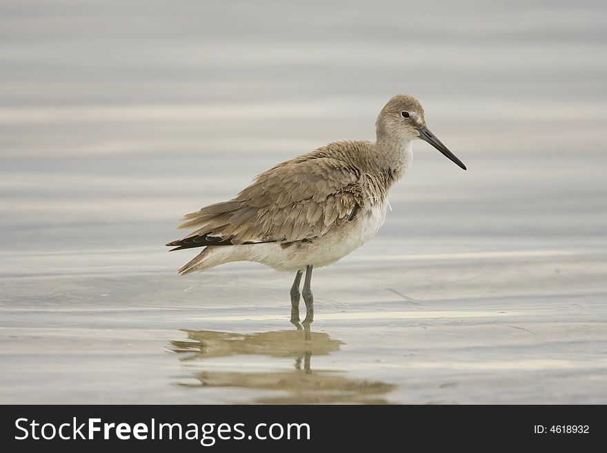 A Willet displaying winter colors while he searches the surfline for food