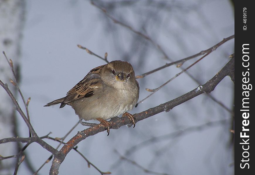Sparrow on a branch in the City of Ekaterinburg (Russia)