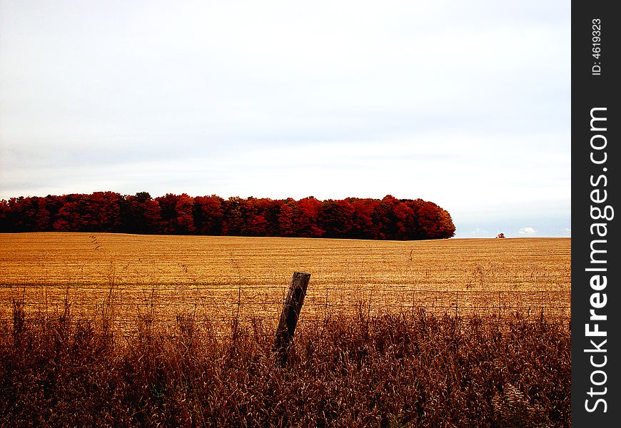 The canada fall is rich of yellow and red color. i took this photo near Toronto