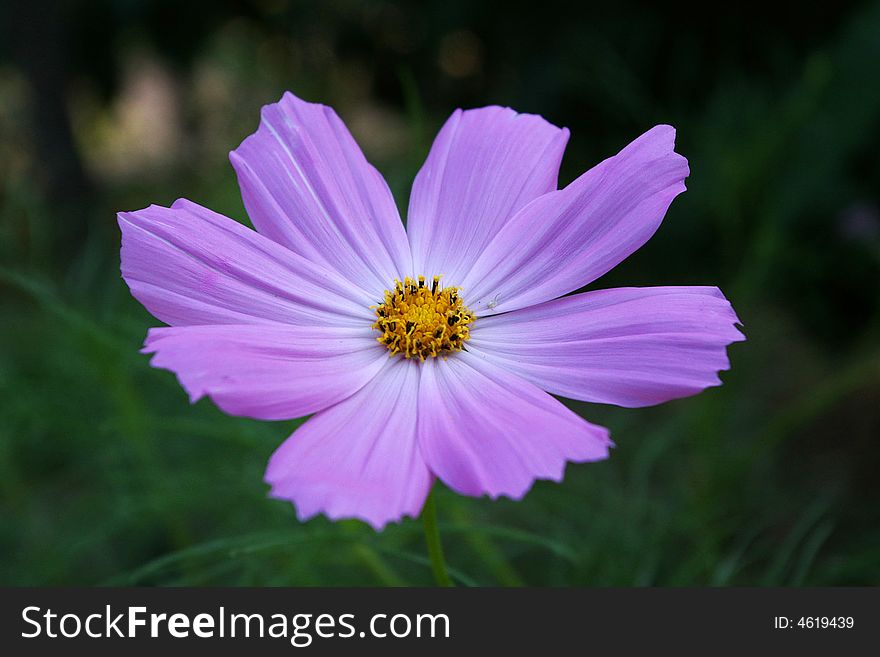 A beautiful wild flower,it's summer time and the flower is in full bloom