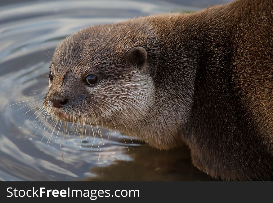 The oriental small-clawed otter (Aonyx cinerea), also known as the Asian small-clawed otter, is the smallest otter species in the world,. The oriental small-clawed otter (Aonyx cinerea), also known as the Asian small-clawed otter, is the smallest otter species in the world,