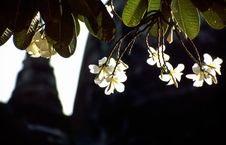 White Blossoms And Buddhist Temple Ruins Royalty Free Stock Image
