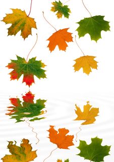Leaf Reflections Royalty Free Stock Image Leaf Reflections Royalty Free Stock Image