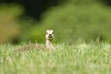 Gosling In The Grass Stock Photos