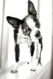 Boston Terrier Royalty Free Stock Images