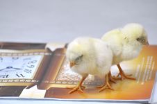 Wake Up Chicken Royalty Free Stock Photography