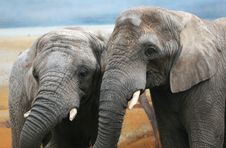 Two Elephants Stock Image Two Elephants Stock Image