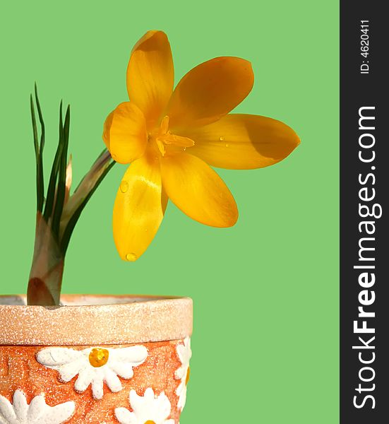 Yellow crocus in flower-pot on green background