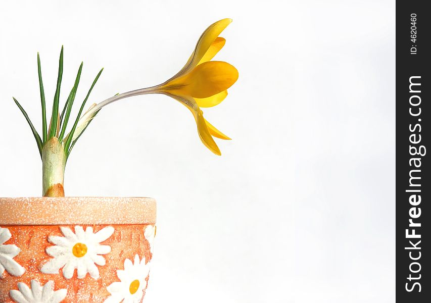 Yellow crocus in flower-pot on white background. Yellow crocus in flower-pot on white background