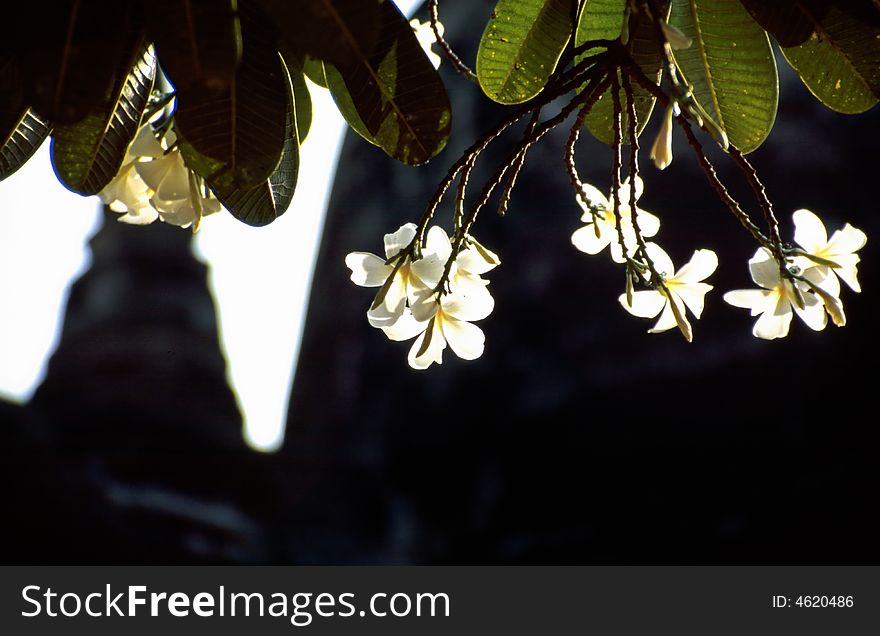 White blossoms and Buddhist temple ruins in Ayutthaya History Parc