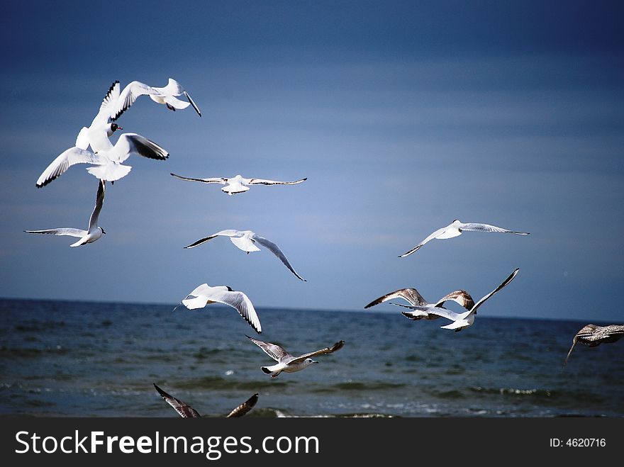 Beautiful white seagulls flying over the sea in the sunny day. Beautiful white seagulls flying over the sea in the sunny day