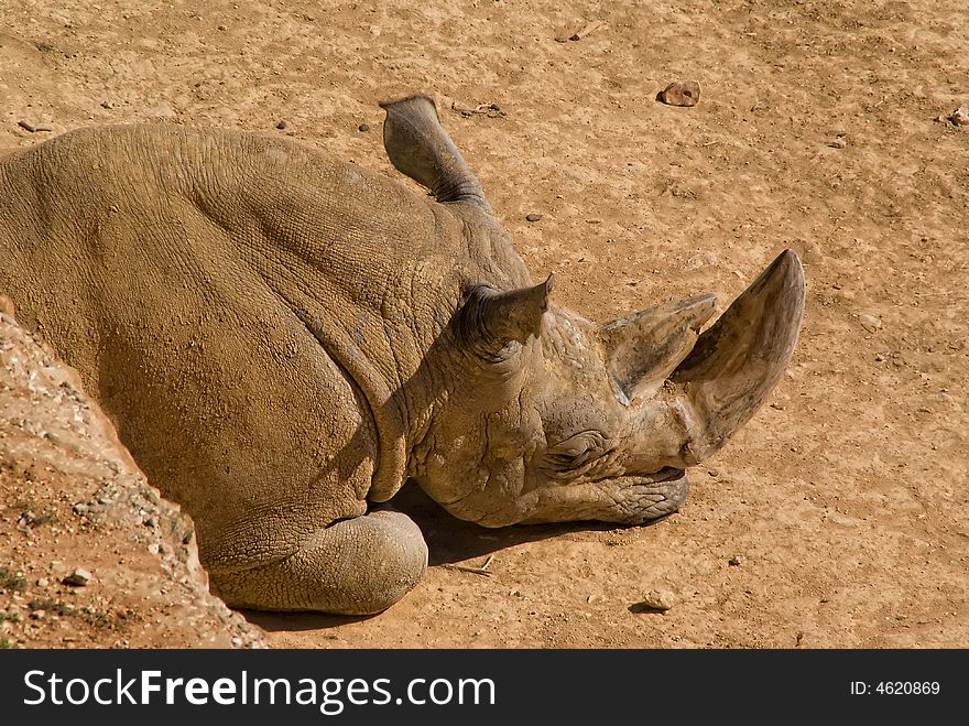 A white rhino sleeping in the Zoo