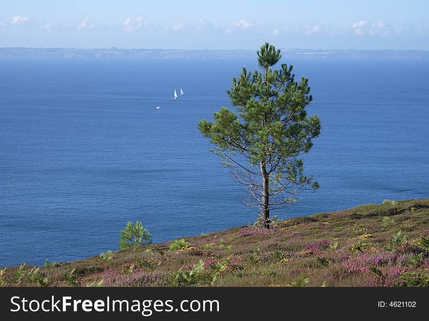 Alone Pin tree growing on the Cap de la ChÃ¨vre in Brittany (France)