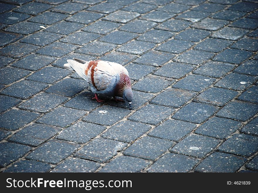 Beautiful dove, walking at the street. Beautiful dove, walking at the street