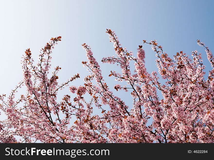 Sunlit branches of rosy flowers in the earliest springtime. Sunlit branches of rosy flowers in the earliest springtime
