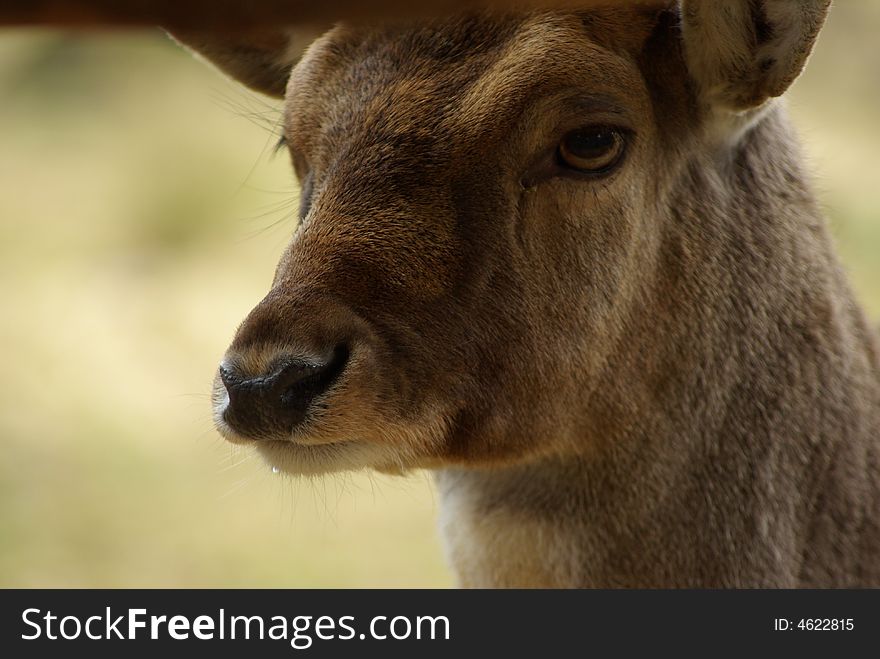 The observing deer at the forest. The observing deer at the forest