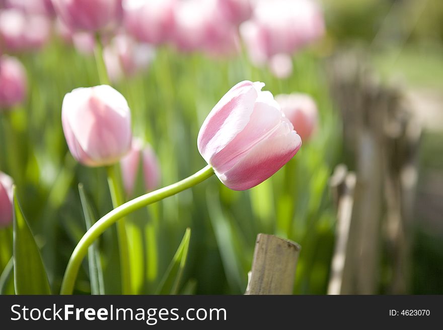 Close-up of colourful spring tulips against green background
flowers，plant，red，green
