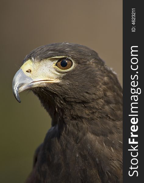 A Harris hawk close-up.