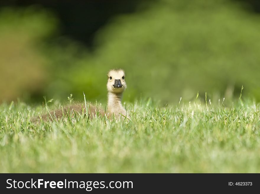 A Young Canada Goose sits in the grass. A Young Canada Goose sits in the grass.