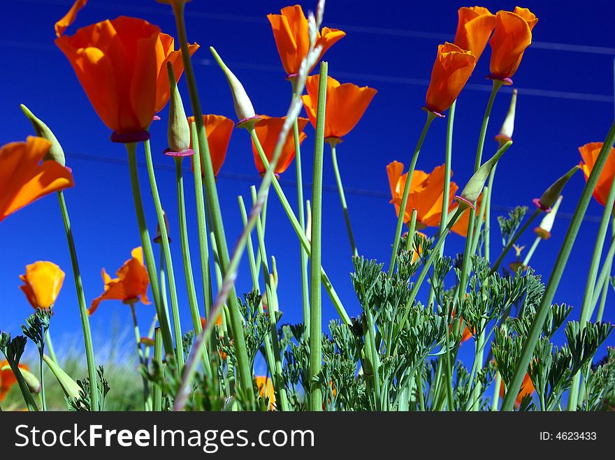 California poppies against a blue spring sky with green foliage. California poppies against a blue spring sky with green foliage