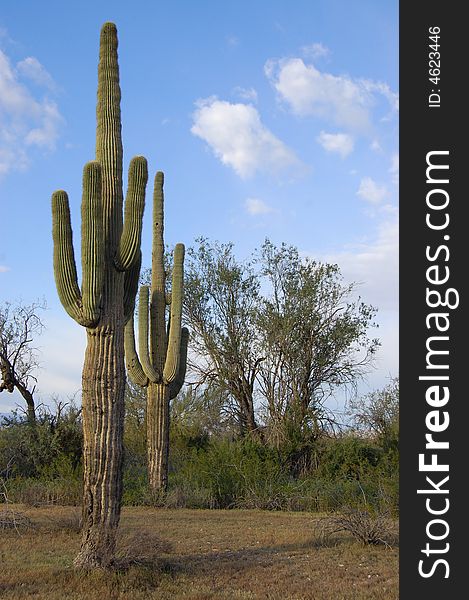 Tall saguaro cactus in the southwest desert of Arizona