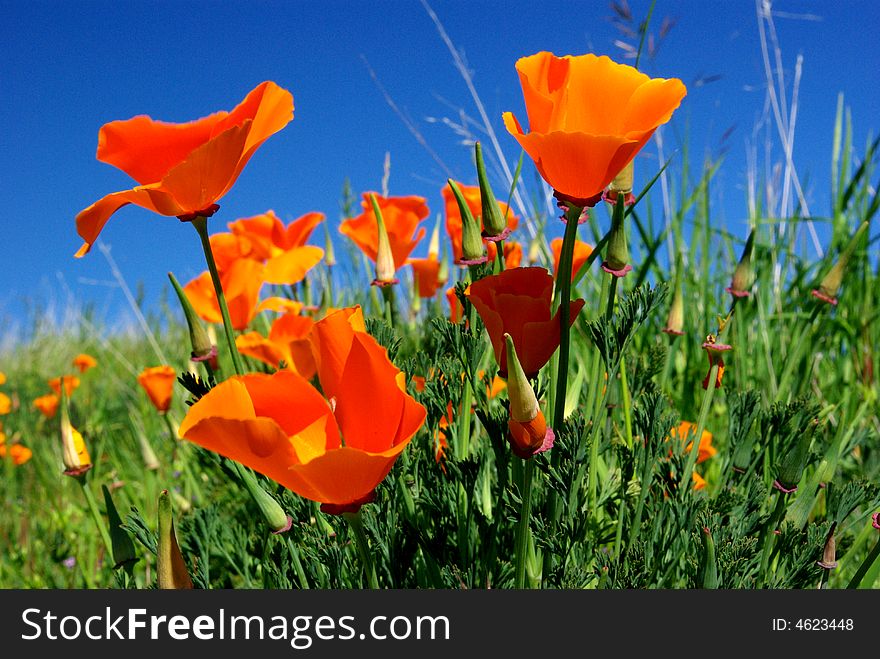 California poppies against a blue spring sky with green foliage. California poppies against a blue spring sky with green foliage