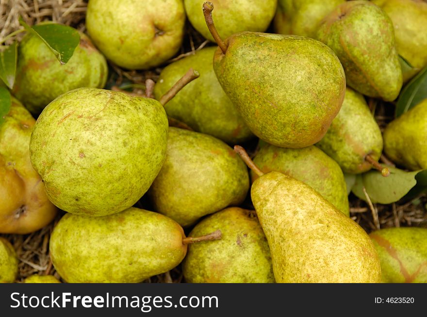 A group of homegrown natural organic pears