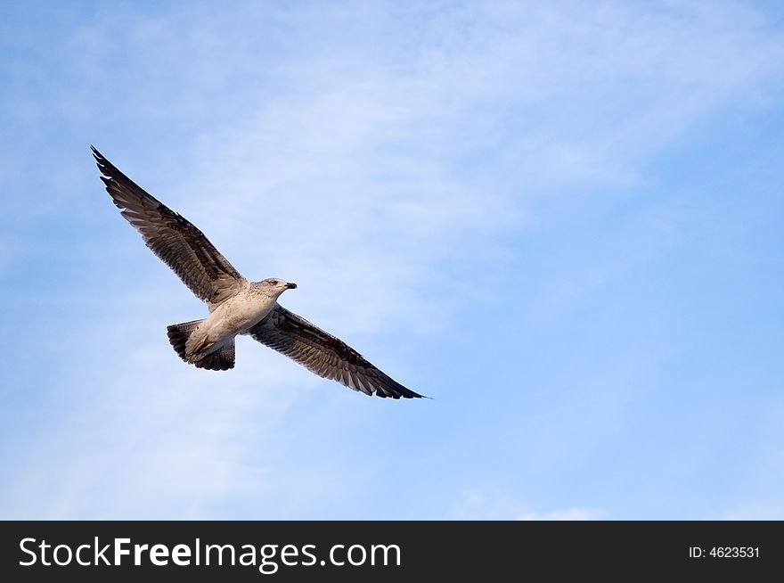 Flying sea gull and blue sky