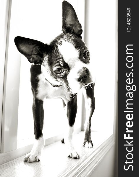 Boston Terrier in black and white