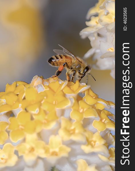 Close-up shot of bee with yellow flower. Close-up shot of bee with yellow flower