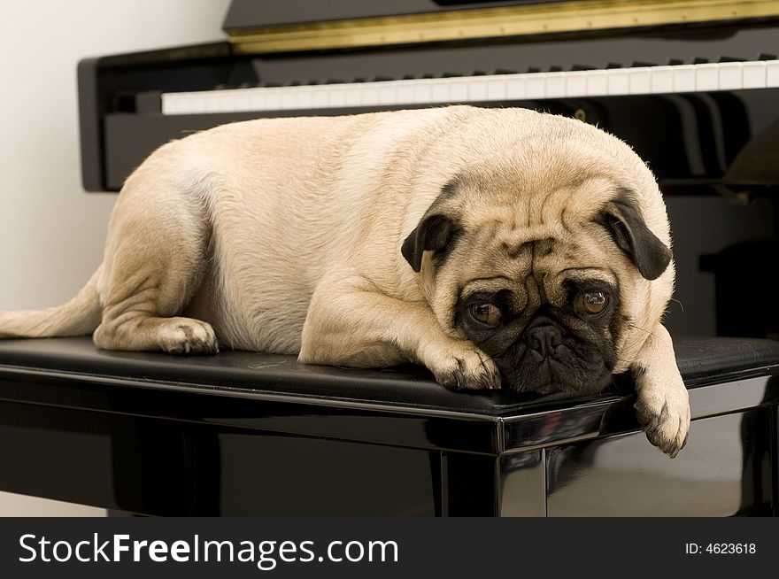 Pug Hanging Out on Piano Bench. Great music and animal picture.